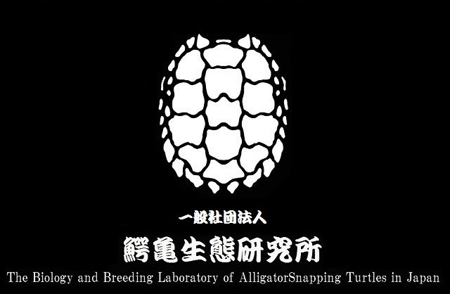 一般社団法人 ワニガメ生態研究所 Kanameogino Twitter 一般社団法人 ワニガメ生態研究所 Kanameogino Twitter