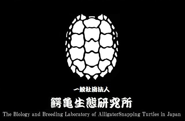 一般社団法人 ワニガメ生態研究所 Kanameogino Twitter