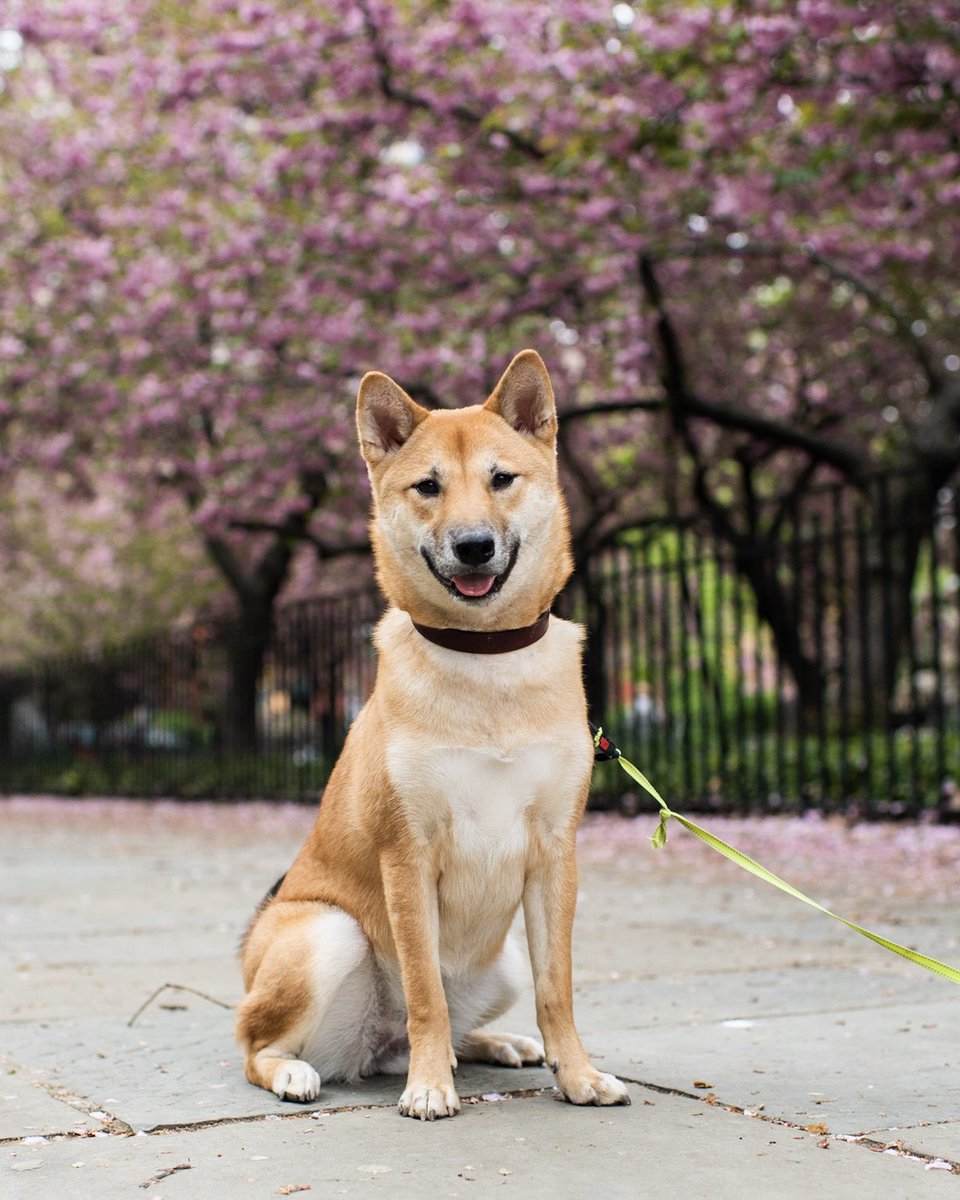 The Dogist On Twitter Hachi Shiba Inu 11 Mo Carl