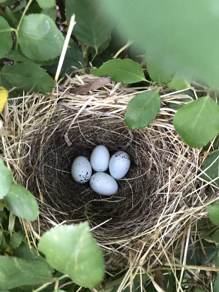 TheStarterFarm's tweet photo. Found this sweet sparrow nest among the roses. #birds #thestarterfarm #farm #life https://t.co/4xBU8jKkCF