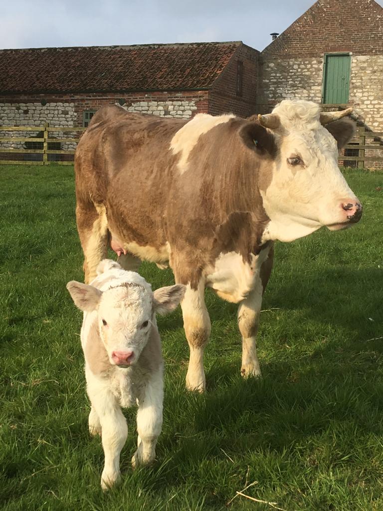 Say hello to George, our newest arrival.  He's out in the front paddock with his mum enjoying the lovely spring weather <a href="/VisitBrid/">Visit Bridlington</a>  <a href="/VisitYorksWolds/">Visit The Yorkshire Wolds</a> <a href="/premiercottages/">Premier Cottages</a> Isn't he a cutie?