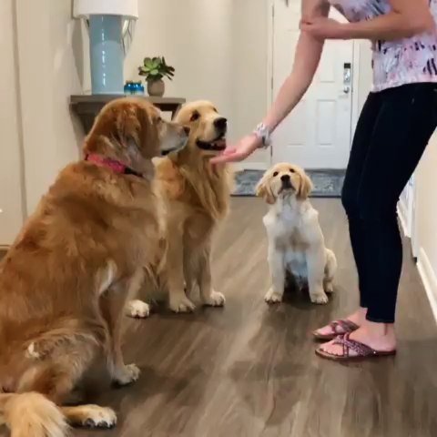 AdorableGoldens's tweet photo. Good Boy 😍🐕😘♥️
#goldenretrieversofinstagram
.

Credit to @kono_in_orlando https://t.co/O7glsr4n38 https://t.co/TRodzoOBny