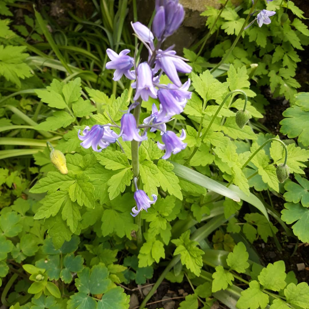EllenboroBandB's tweet photo. Been a lovely day for a spot of gardening. Got to keep the b&amp;b as beautiful on the outside as we believe it is on the inside #garden #spring #springflowers https://t.co/elbivGAePF