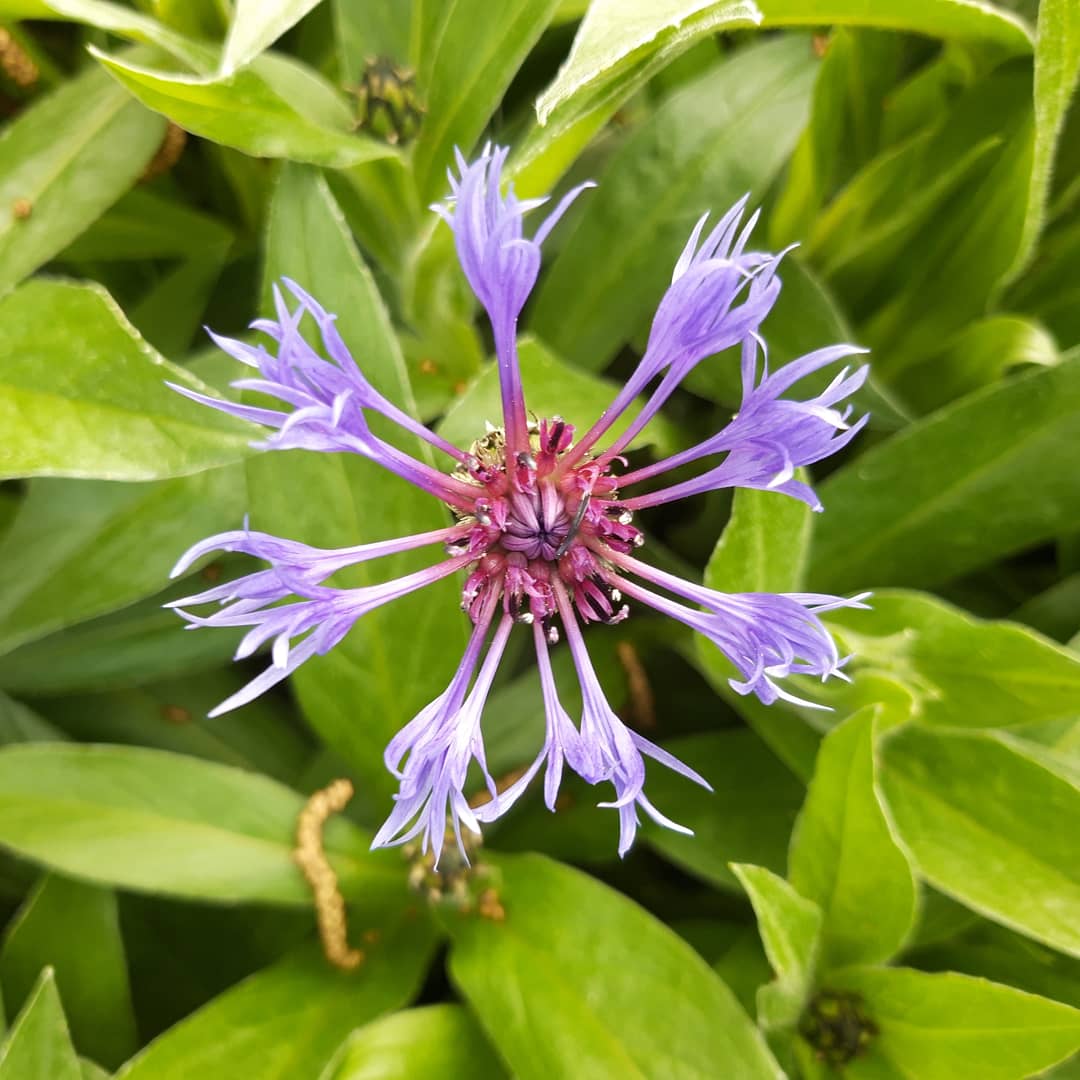 EllenboroBandB's tweet photo. Been a lovely day for a spot of gardening. Got to keep the b&amp;b as beautiful on the outside as we believe it is on the inside #garden #spring #springflowers https://t.co/elbivGAePF