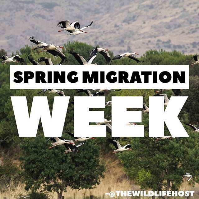 IA_Crystals's tweet image. It's Spring and the birds are making moves! Let's see which avians are heading to warmer lands this week on the #DailyWildlifePick!
•
#springmigrationweek #migratorybirds #birdingdaily #wildlifefacts #animalfacts…

📸 instagram.com/p/Bw4qc28B9Uf/ via tweet.photo