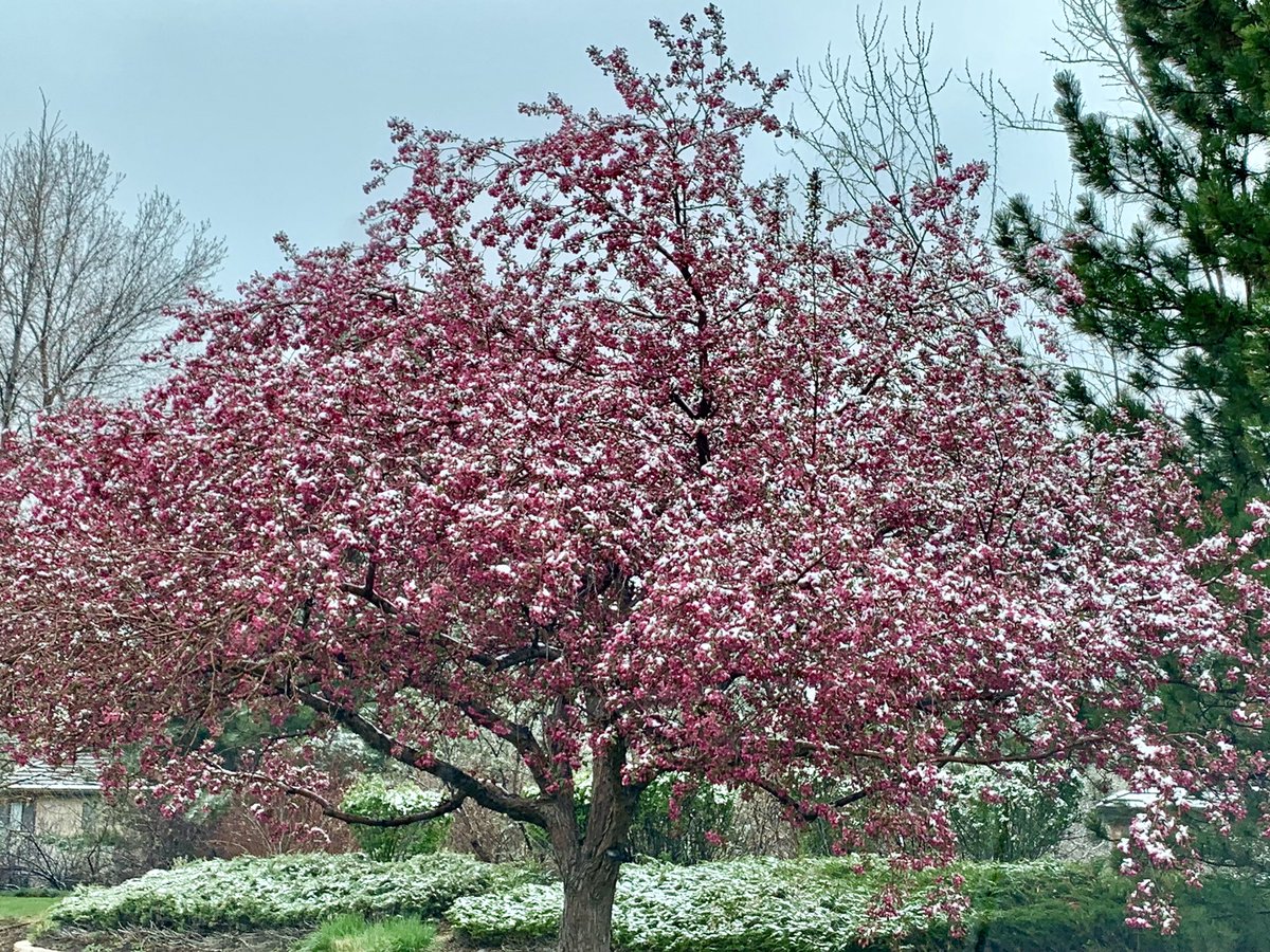 Hello Spring?! What a pretty sight though Tuesday morning in the Mile High City. Did you know — Monday was the 3rd time within four years the city picked up at least 1” of snow on that day? Literally, “cool” ❄️ #cowx