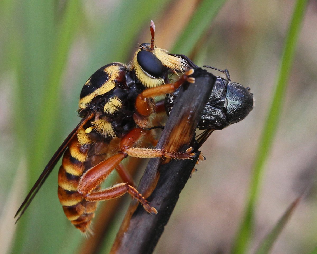 One of my favorite fly species is #Laphria saffrana. Many species in the genus Laphria mimic #bees, but this species is thought to mimic a wasp!
Bee-like Robber Flies: bugguide.net/node/view/5234
#WorldRobberflyDay #YearOfTheFly #TaxonomyTuesday
📸: Mary Keim, flickr.com/photos/3851406…