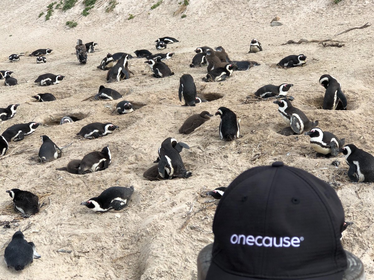 OneCause's tweet photo. Happy Tuesday #nonprofits. Building a better tomorrow one penguin at a time! https://t.co/SWjibaK1F8