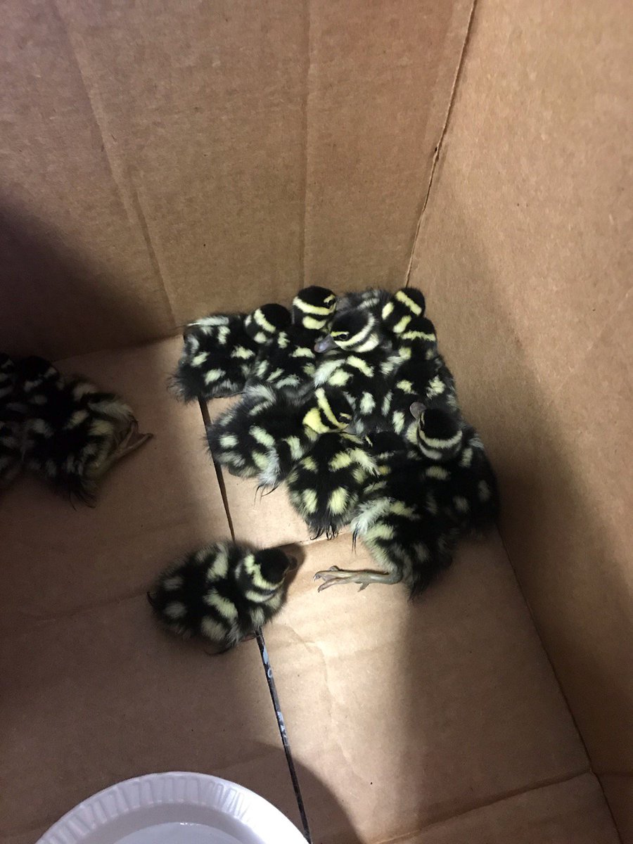 ForneyFD's tweet photo. A little after 7 p.m. last night, A Shift at the Central Fire Station, received a call that a mother duck and her ducklings had fallen into a draining hole near College St. After a quick rescue, we saved 12(!) ducklings and their mother! #ForneyFire https://t.co/jL01575rIE