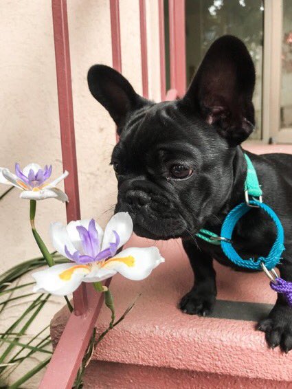 This is Oatie. He was about to eat the flower but stopped himself. He’s too old for such churlishness. 12/10 a self control king