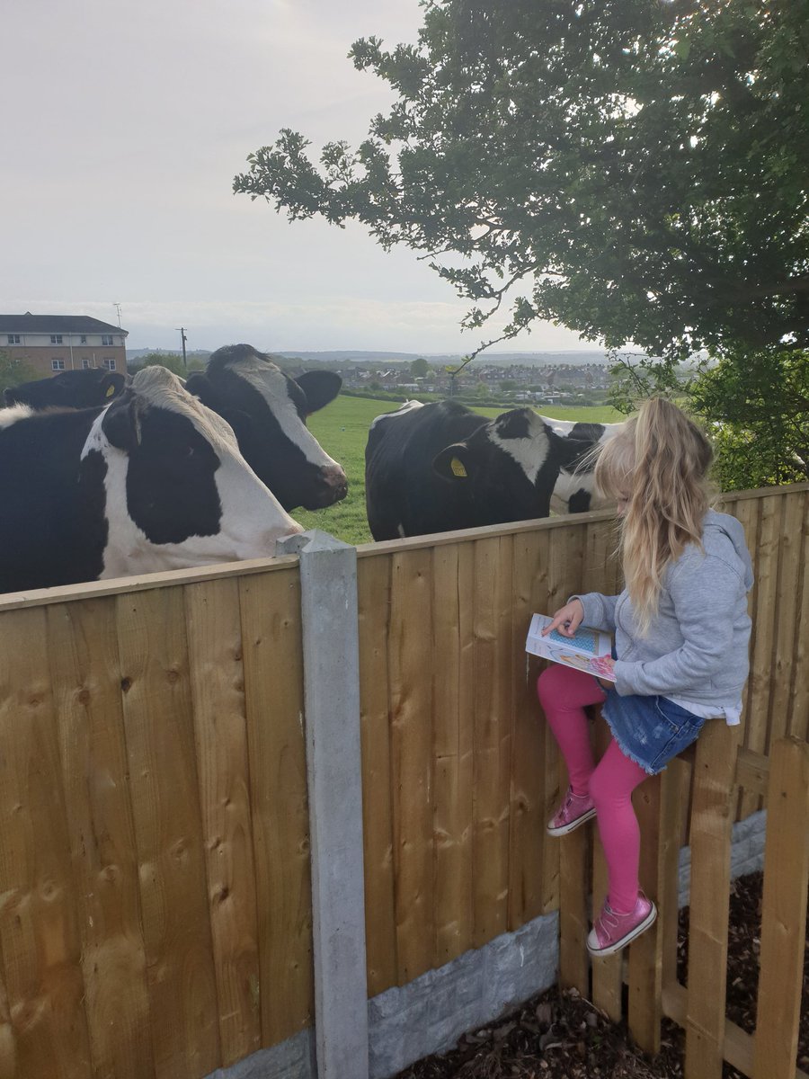 whitee701's tweet photo. @WMPrimaryF2 lottie loved her extreme reading challange and decided to read to the cows in the field for her picture. The cows loved 'what lulu heard next' #extremereading https://t.co/jYFrNmkuy6