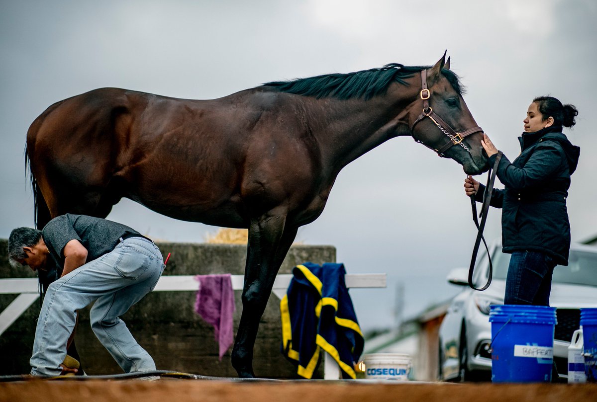 Thoroughbred Insider (@thoroinsider) on Twitter photo GAME WINNER (16) ๐๐ช
Sired by Candy Ride - Indyian Giving, by A.P. Indy
Trained by Bob Baffert
Owned by Gray & Mary West
Ridden by Joel Rosario
Record: 6:4-2-0
The reigning Juvenile Champ & BC winner at <a href="/ChurchillDowns/">Churchill Downs</a> ๐
May just shine once again.
Is he your pick? GAME WINNER (16) ๐๐ช
Sired by Candy Ride - Indyian Giving, by A.P. Indy
Trained by Bob Baffert
Owned by Gray & Mary West
Ridden by Joel Rosario
Record: 6:4-2-0
The reigning Juvenile Champ & BC winner at <a href="/ChurchillDowns/">Churchill Downs</a> ๐
May just shine once again.
Is he your pick?