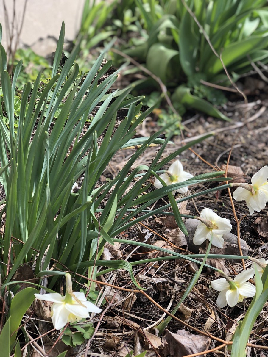 ScugogMuseum's tweet photo. Spring has finally sprung at the Village! @TwpofScugog #spring #springtime #garden #firstdaffodils #firsttulips #scugog #headschool https://t.co/rEAf6jaXAD