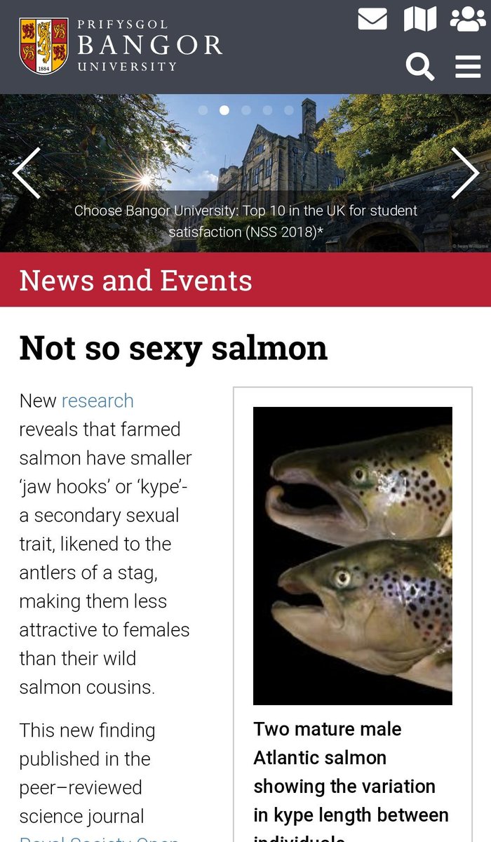 DrWillPerry's tweet photo. A great write up and summary from @BangorUniPress about our recent paper on sexually selected traits in farmed Atlantic salmon! Entitled 'not so sexy salmon'. A small glimpse of some of the exciting research going on at @BangorUni https://t.co/wxrJ5GLsuD #PhDChat #FishSci #Salmon https://t.co/3C4IKC2p9j