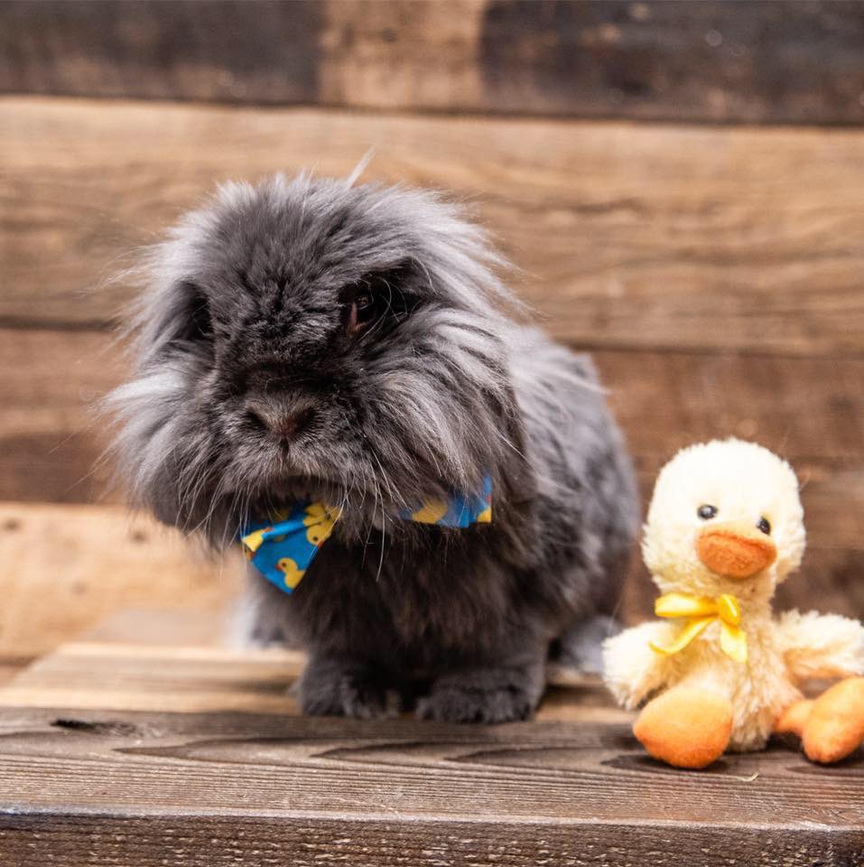 Happy #NationalTherapyAnimalDay this guy Bentley and I have logged over 500 hours of volunteer work in 4 years as a registered therapy team through @pet_partners ❤️🐰