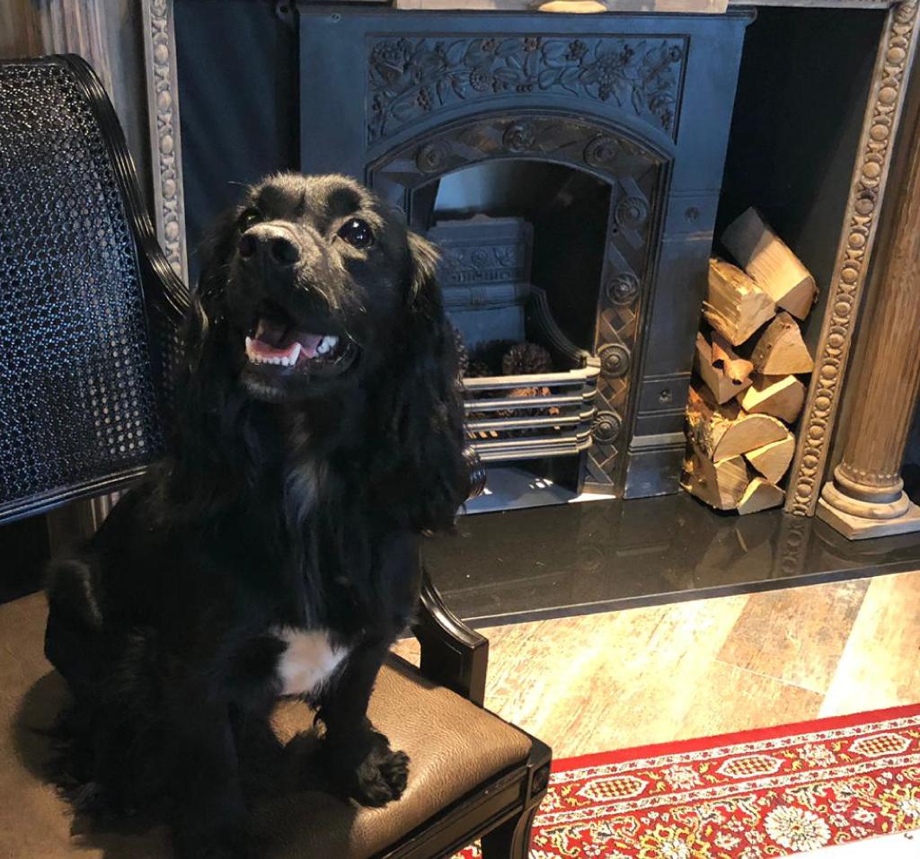 stickywicketdur's tweet photo. We're dog friendly at The Sticky Wicket. So pop in for some refreshments, sport and a comfy chair. 🐶 #dogfriendlybar #sportsbar #family #durhamcricket #chesterlestreet #livemusic #forthenorth https://t.co/lmjVu2wjW2