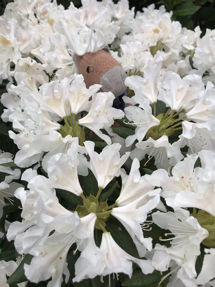 kanzleipony's tweet photo. „Ein Pony tief im Blütenmeer,
Ein paar mal Happs, Zack, keine Blüten mehr!“ :(
-Ponypoet- voll Pollen.
*Schnaub #rhodo.. #rhoto..#rodo..:( https://t.co/5nmKnnWsY6