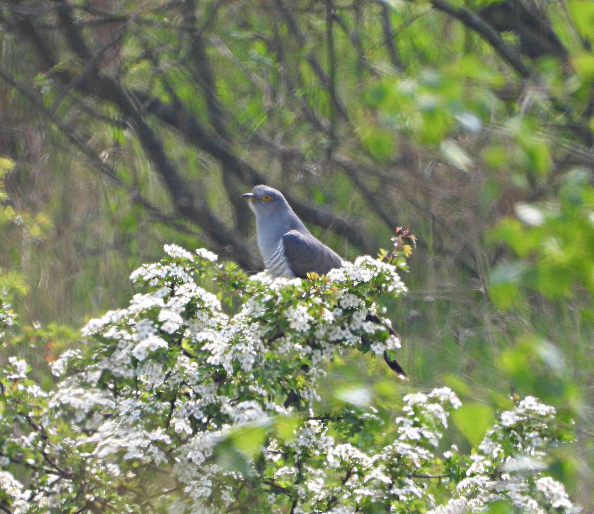 Good views of Green Woodpecker &amp; Cuckoo today at RSPB Fairburn - from same spot on path up from Lin Dike to the Coal Tips Trail  <a href="/RSPBAireValley/">RSPB Fairburn Ings and RSPB St Aidan’s</a> <a href="/nybirdnews/">NorthYorksBirdNews</a>
