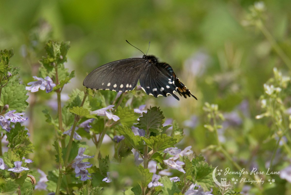 Jens_Starry_Sky's tweet photo. I spend a lot of my #SpringDays chasing #butterflies 😍🦋 #ButterflyInFlight #nature #NaturePics #spring #SpringPics #WV #SpringInWV @ThePhotoHour https://t.co/28tOTmrkxV