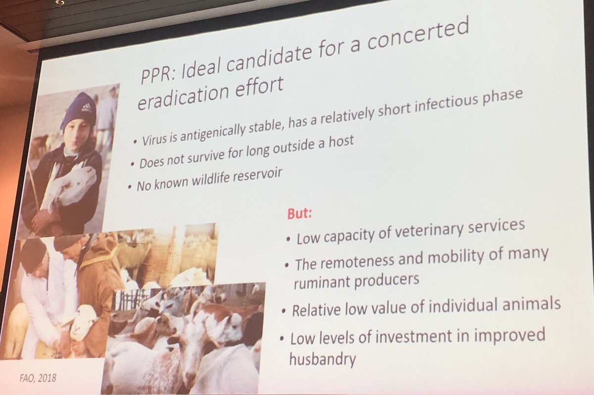 simondocvet's tweet photo. Marisa Caipo of @FAO links benefits of vaccinating animals to the #SDGs - noting benefits of global eradication of #rinderpest - #PesteDesPetitsRuminants next! ๐ #WVA #OIE #FAO #WHO OneHealth summit at #WVAC2019 ๐ #VeterinaryCapacity #OneVeterinaryCommunity ๐ https://t.co/QmK6MsWhQ4