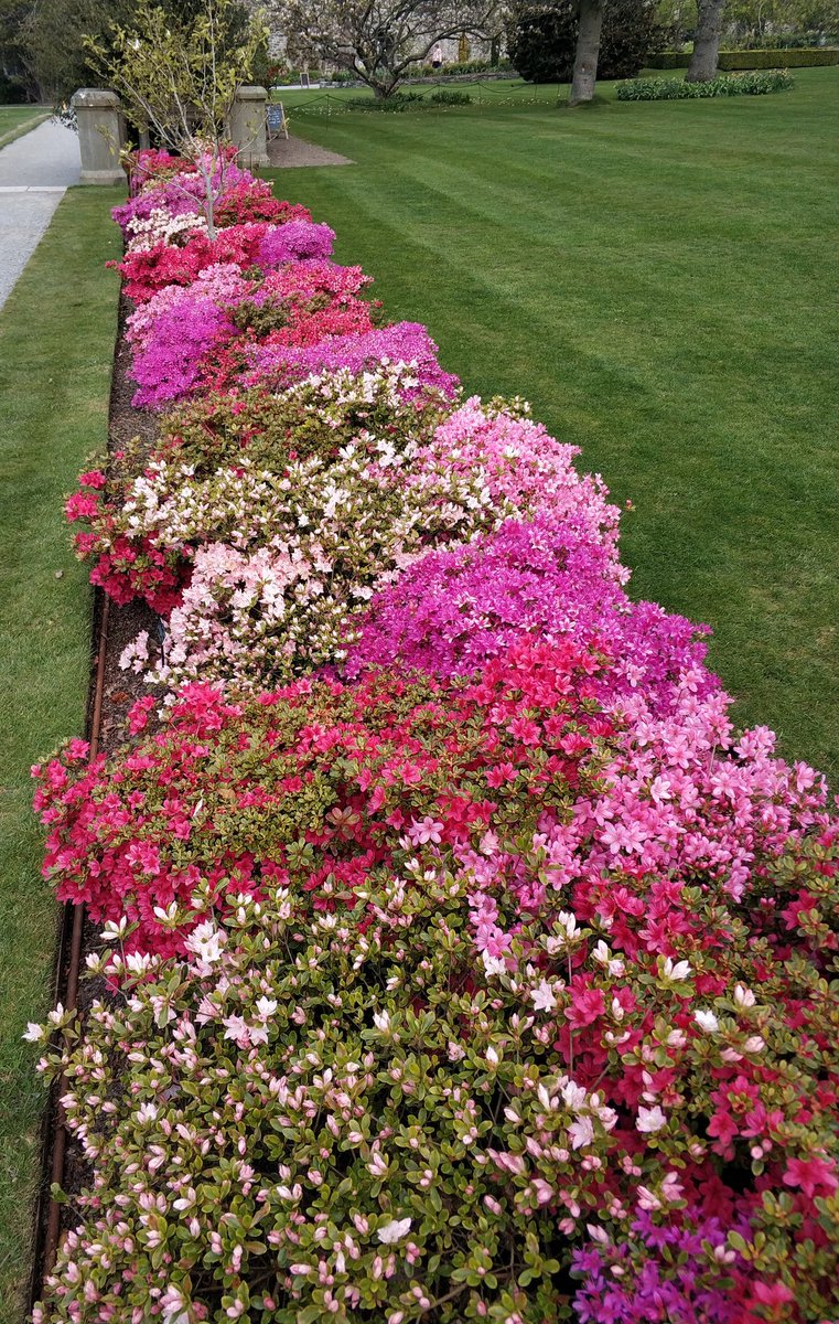 allnickycards's tweet photo. It's #NationalGardeningWeek why not send a card to a keen gardener?
#Garden #wheelbarrow #planting 
#Camelia #hellibore #azalea 
#popupcards https://t.co/yfL8WaI9iG