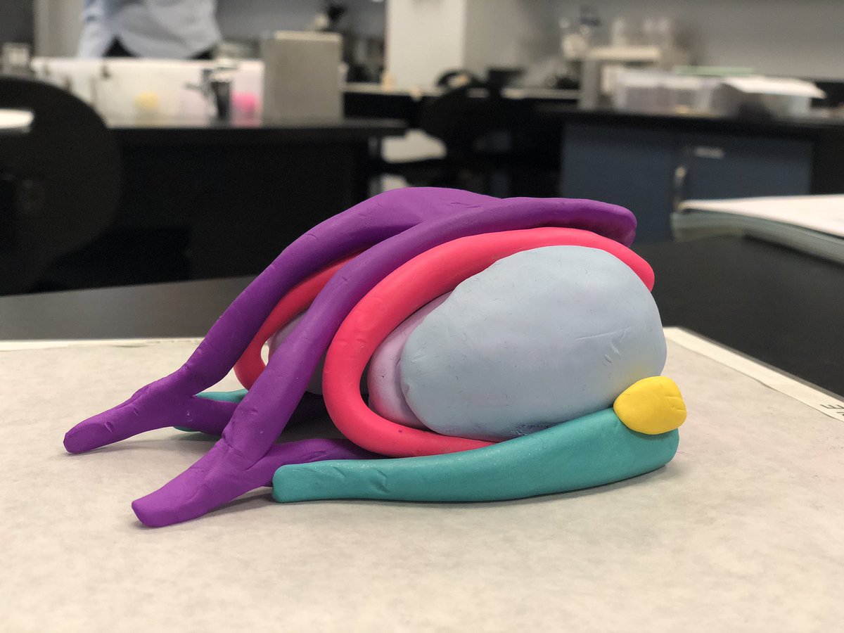 schneiderneuro's tweet photo. Last UG lab of the year, and I think the most chill of them all.
#BuildABrain
Including most of the important (or at least most fun-shaped) parts: ventricles, BG, thalamus, hippocampus, amygdala.
Just look at that almond-shaped amygdala!! https://t.co/rN20V6aUCZ