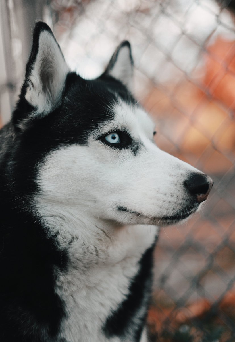 sundodgersea's tweet photo. Did you know that the UW Huskies were briefly known as the "Sundodgers?"
#themoreyouknow
#Sundodger #SundodgerSeattle #huskies #UW #history #SeattleHistory #learnsomethingnew #funfact https://t.co/43RQ8heCgb