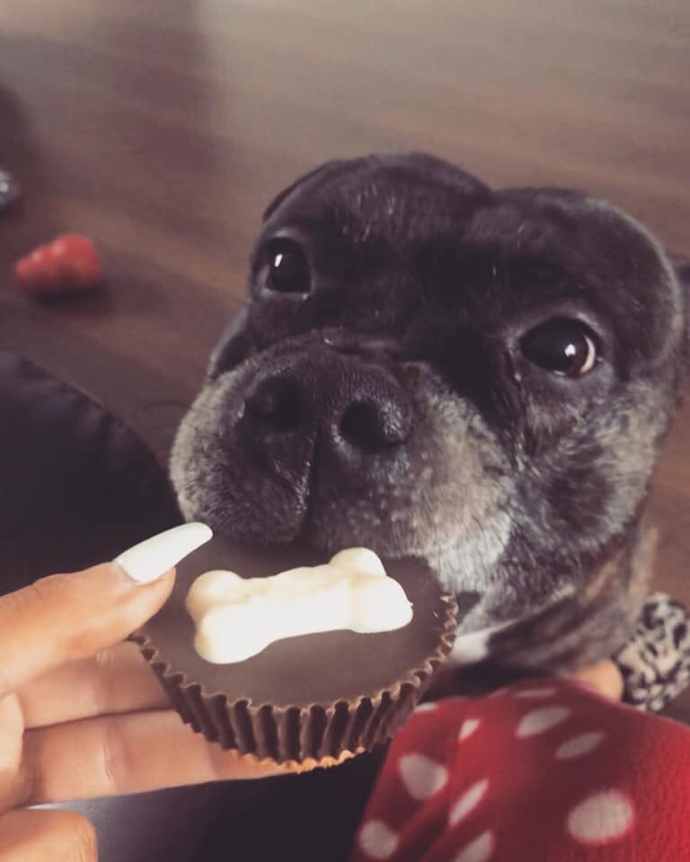 jadeboulton_15's tweet image. I’ll say it again...
We didn’t save him, he saved us ❤️ 
#NationalAdoptAShelterPetDay #DontBlameTheBreed