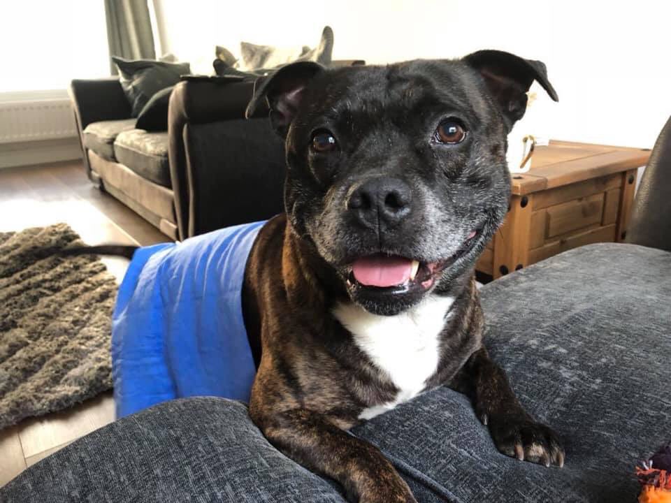 jadeboulton_15's tweet image. I’ll say it again...
We didn’t save him, he saved us ❤️ 
#NationalAdoptAShelterPetDay #DontBlameTheBreed