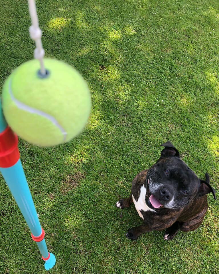 jadeboulton_15's tweet image. I’ll say it again...
We didn’t save him, he saved us ❤️ 
#NationalAdoptAShelterPetDay #DontBlameTheBreed