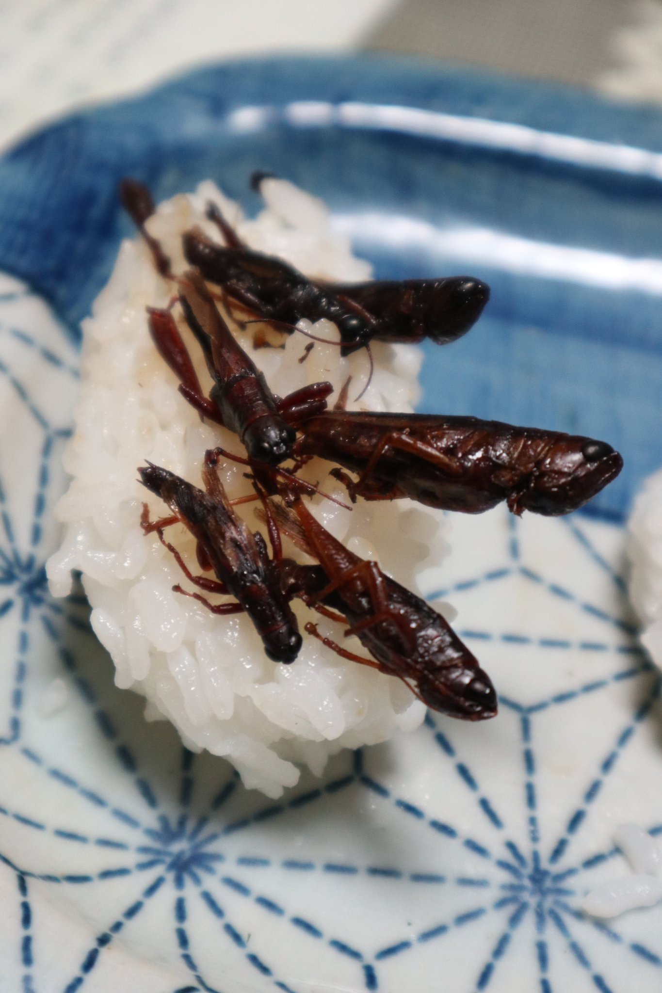エセメンタリスト 底辺youtuber בטוויטר 昆虫食 バッタ 海老と似てる味 旬 晩夏 秋 糞ぬきしたり足のギザギザをカットすると良い 大型は揚げ小型は煮る トノサマバッタ 足の先の方はとげとげがあり食べると危ない 一番海老っぽい ショウリョウバッタ エセメンタリスト 底辺youtuber בטוויטר 昆虫食 バッタ 海老と似てる味 旬 晩夏 秋 糞ぬきしたり足のギザギザをカットすると良い 大型は揚げ小型は煮る トノサマバッタ 足の先の方はとげとげがあり食べると危ない 一番海老っぽい ショウリョウバッタ