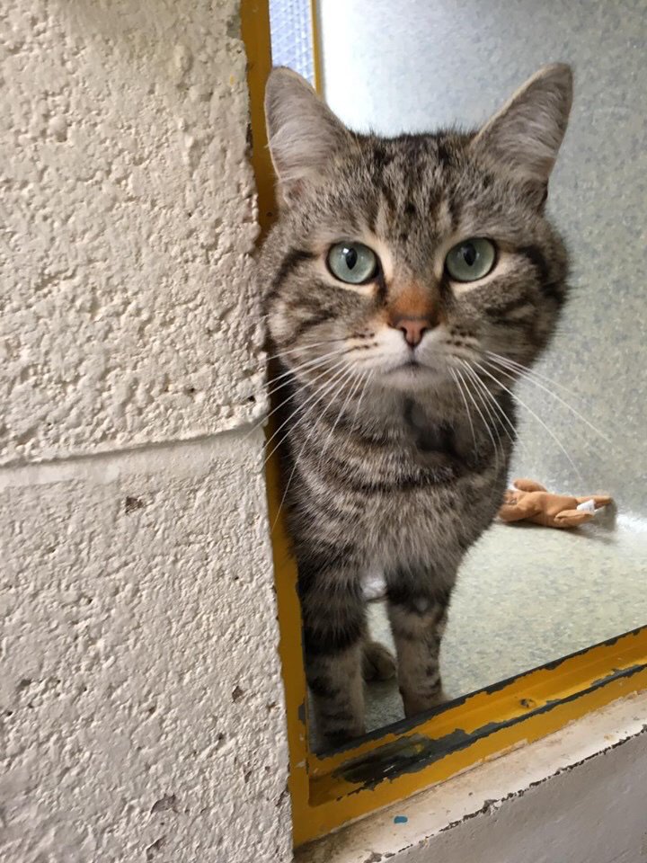 It’s #NationalTabbyDay! Meet our gorgeous 2 year old tabby boy Dexter. He’s friendly & affectionate. He’s good with children & a dog. He would prefer not live with another cat. We’re open daily 11-3. #AdoptDontShop #CatsOfTwitter #Exeter