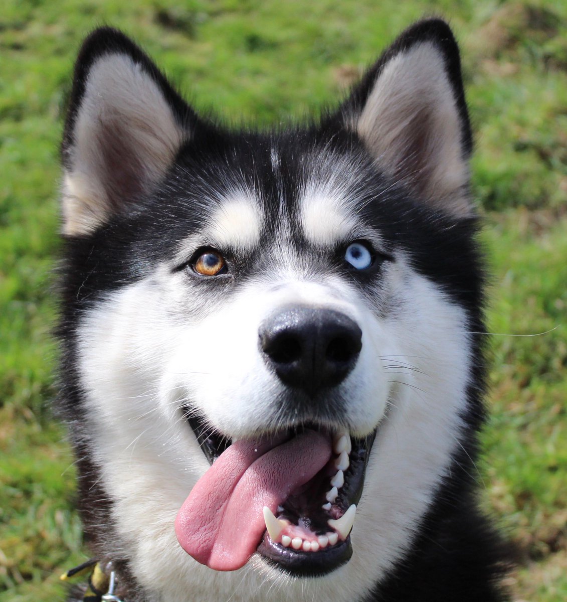 malamute x husky