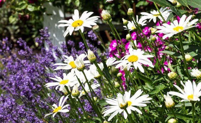 🌻The glory of gardening: hands in the dirt, head in the sun, heart with nature. To nurture a garden is to feed not just the body, but the soul🌻  

~Alfred Austin~

#TuesdayThoughts #HappyTuesday #NationalGardeningWeek