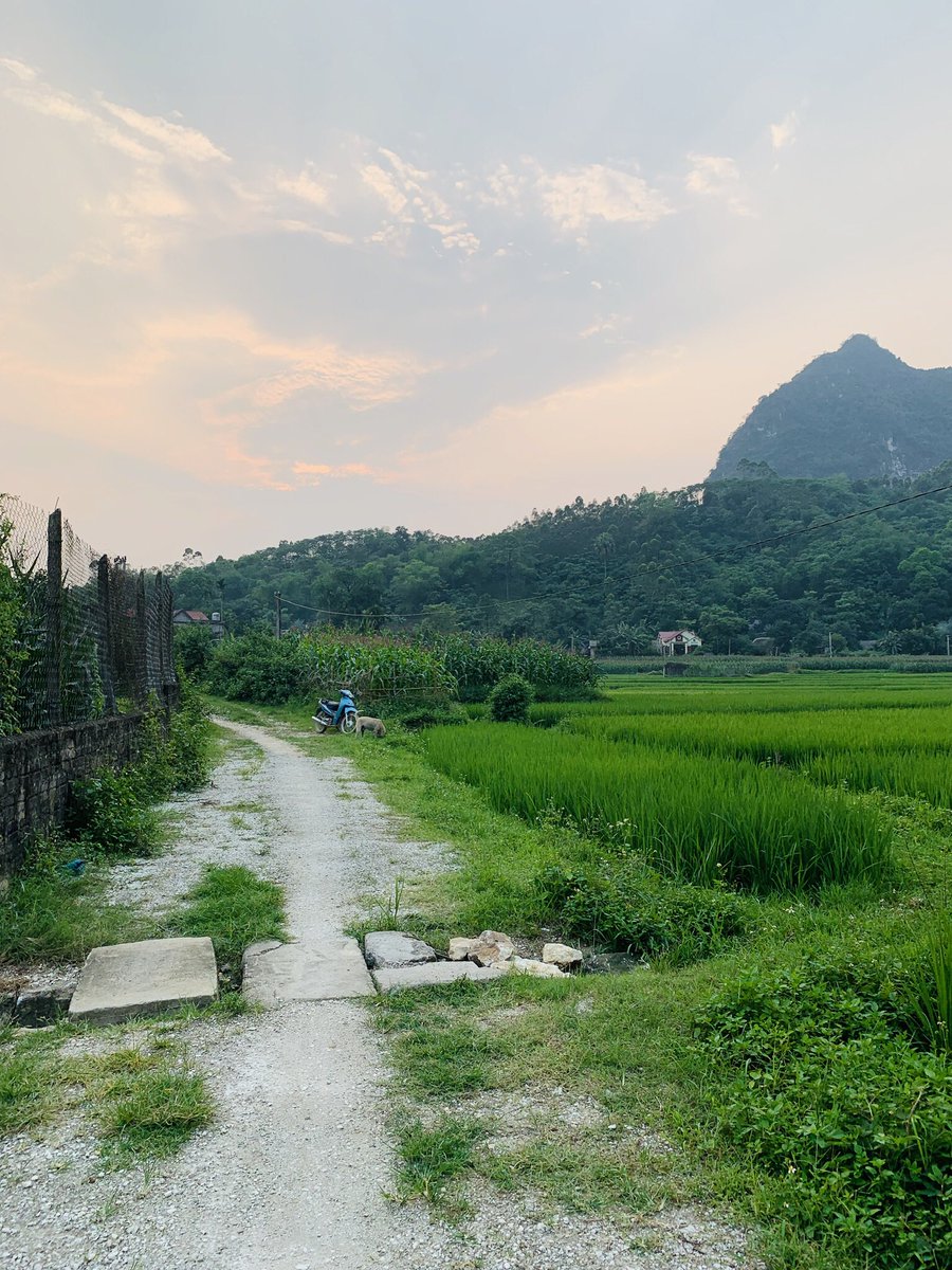 Lê Ngọc Bách tweet media