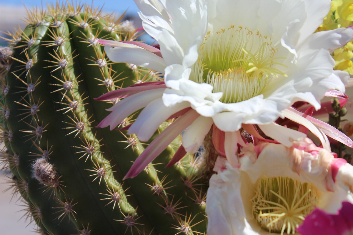 Harrah S Ak Chin Casino On Twitter Beautiful Arizona Cacti One More Reason We Support The Codegreen Initiative Caesarslife Cacti Flower Blooming Arizona Arizonaplants Beautiful Https T Co B4tylzq2yx