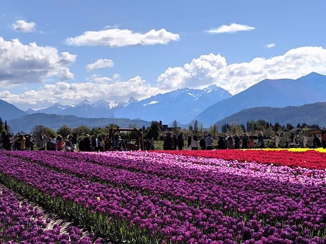 StudyinBC's tweet photo. Did you know that tulips are part of the lily family? Spring sights in BC 😊

#studyinbc #livelearnBC #exploreBC #helloBC #iloveBC #lifeinBC #BCliving #beautifulBC #BC #BritishColumbia #Canada #pnw #potd #intled #BCed #ChilliwackTulipFest #ShareChilli… https://t.co/jYFE3cXVxC https://t.co/QQAQnqIg3z