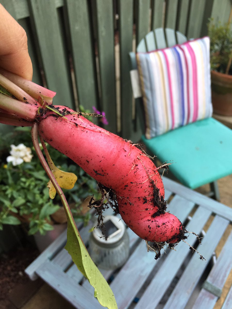 HuttonDebs's tweet photo. My very first radish 😊🌱#prettychuffed https://t.co/9JLJmfARHP