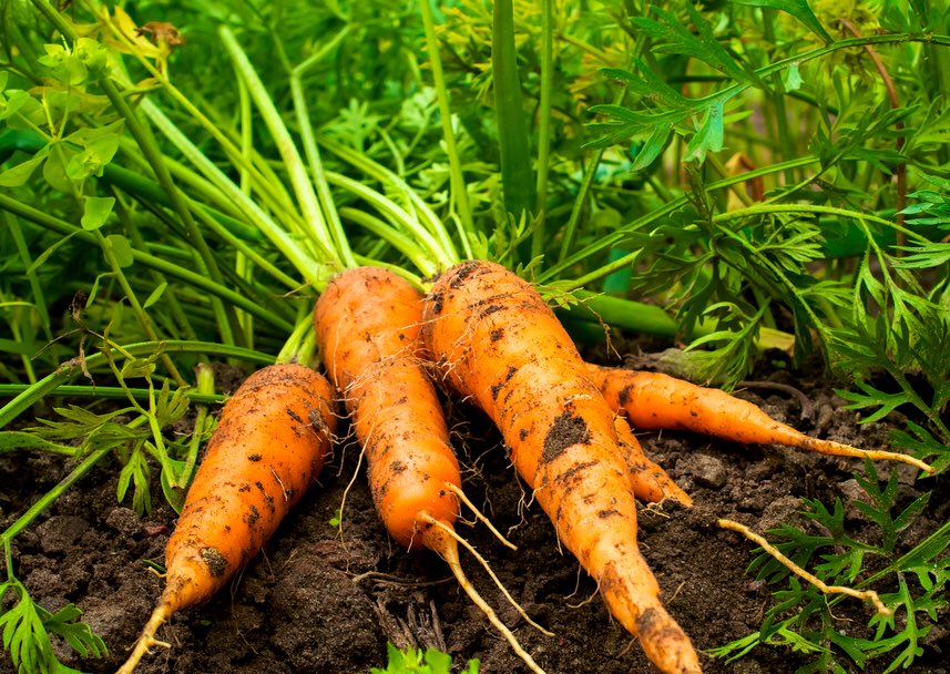 Farmer_Flo1's tweet image. Time to put my spade down and put my apron on - It's Carrot cake baking time!!! at least I will have the freshest ingredients!! #FarmingLife #maydayfestival  #TornadoSprings #InItToWinIt 🍰🥕🥚