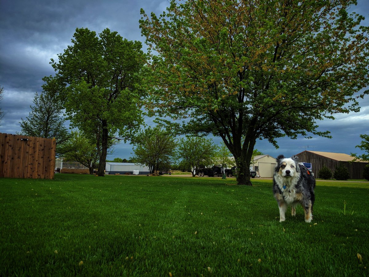 April showers bring May flowers and serious dog faces
#ilovemyaussie