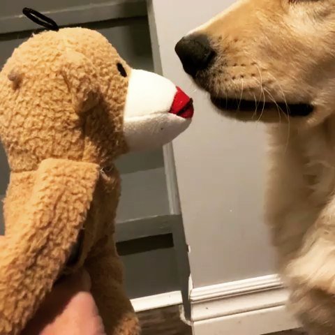 AdorableGoldens's tweet photo. : Bruno’s first kiss caught on camera? 💋 Have you experienced a kisser like this?? .
Credit to @brunogoldenboy ➡️ Tag a friend 🙂 https://t.co/eA8Rfte5Ld https://t.co/Atk4ih0cWq