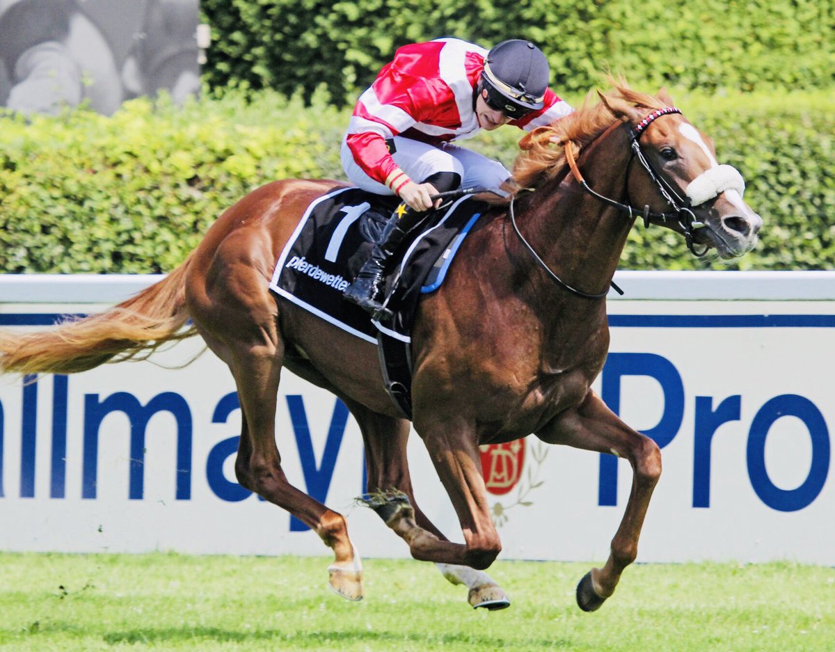 shbloodstock's tweet photo. We are very excited to see our latest German purchase Django Freeman resume later today in the Group 3 Bavarian Classic over 2000 metres in Munich. Fingers crossed he can acquit himself well! 🐎🏆 @HickmottRobert @nairetsof @BennyCorks @barhamdave @jahenderson63 @hoffenhorry https://t.co/yNXIVKJQU6