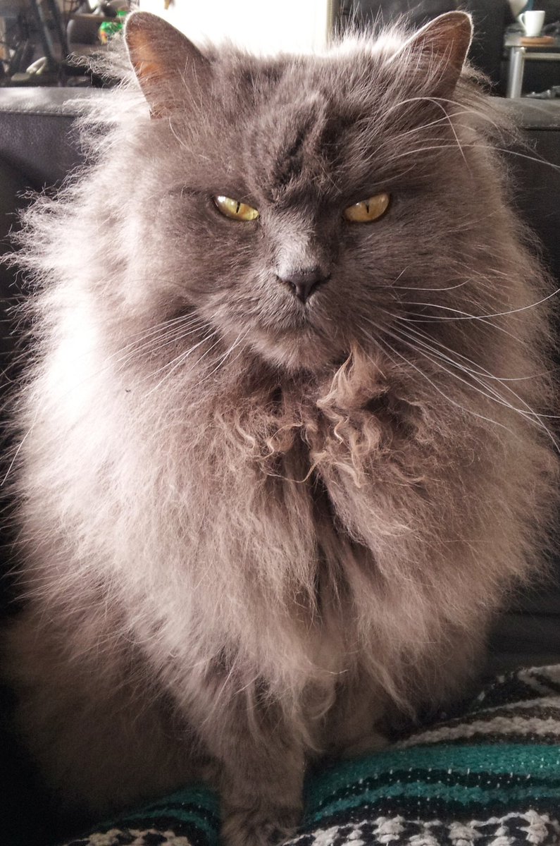 TehRealKitty's tweet image. I am lioness #kitty #catsoftwitter