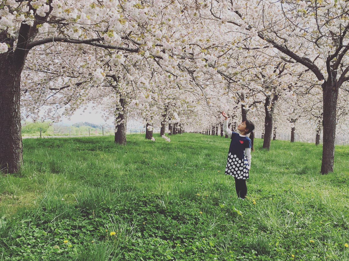 ট ইট র 風塵 令和の桜 長野 小布施 千曲川河川公園 小布施の桜並木 八重桜 桜 さくら サクラ