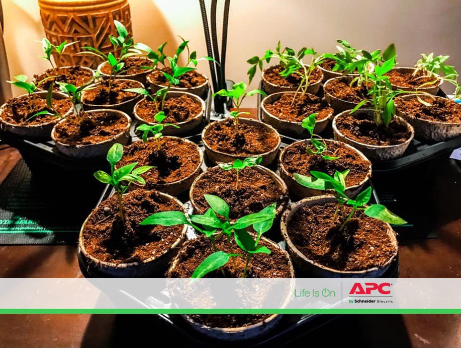 Optimize your indoor plant's growth by setting them on an automatic schedule with APC Smart Surge Protector. 
#LifeIsOn #SmartPlug #Smarthome
amazon.com/APC-Alexa-Prot…