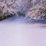 弘前の桜は今が見頃!満開の桜をご覧ください!