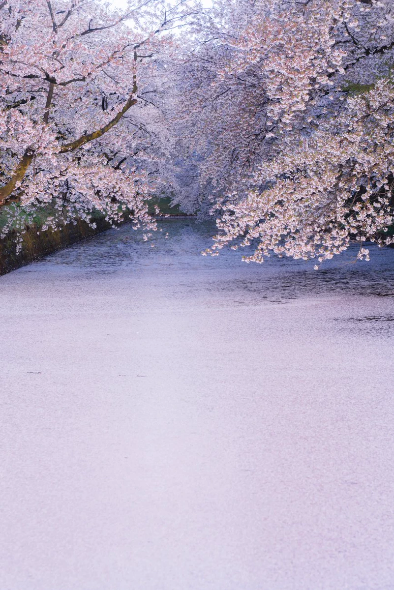 弘前の桜は今が見頃！！満開の桜をご覧ください！