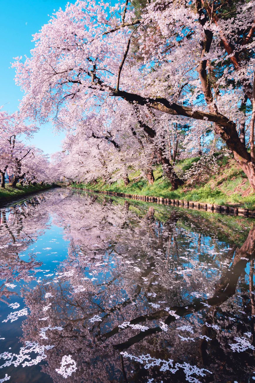弘前の桜は今が見頃！！満開の桜をご覧ください！