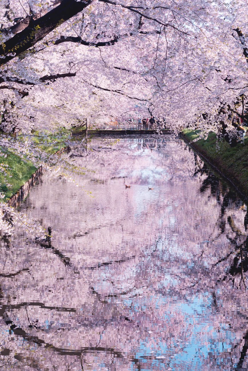弘前の桜は今が見頃！！満開の桜をご覧ください！