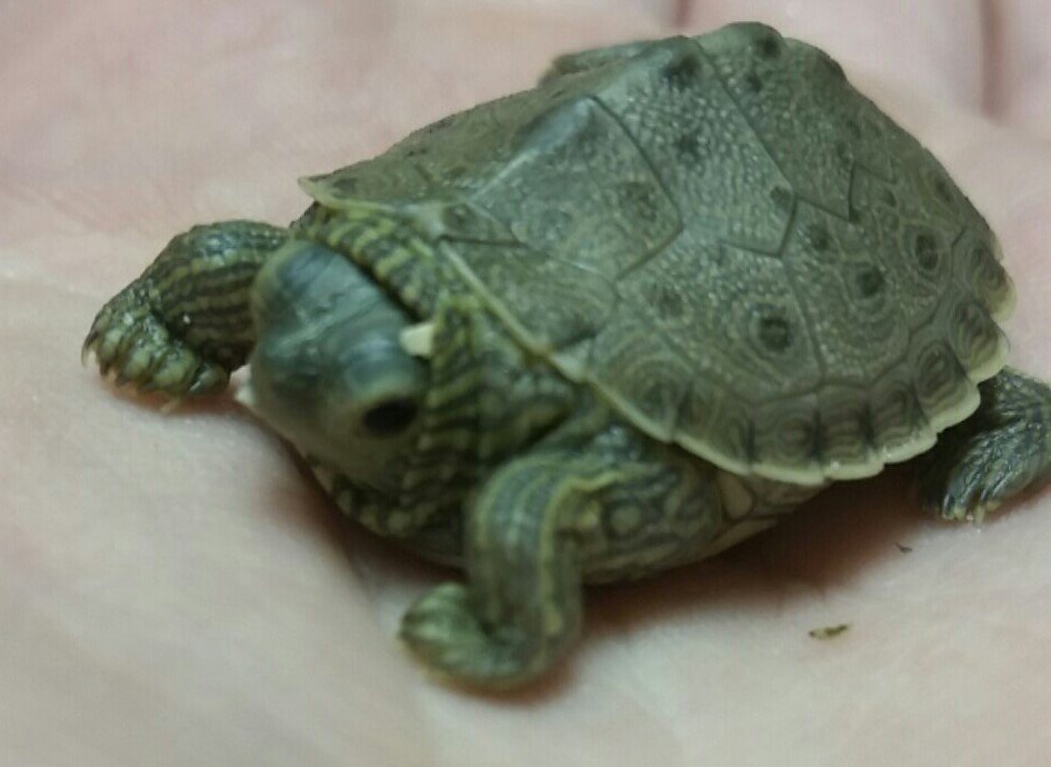 ConservancyKFLA's tweet photo. It's #TurtleTuesday ! Do you know what #Ontario species this #hatchling is?? 🐢#turtles #kingston https://t.co/g6s4FBaI3M